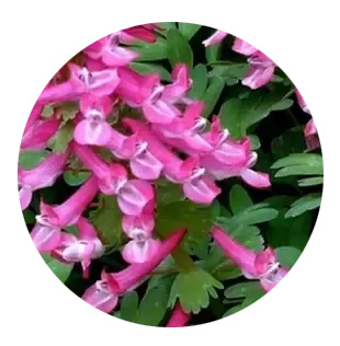 Corydalis powder (rhizome)