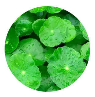 Gotu kola powder (whole herb)