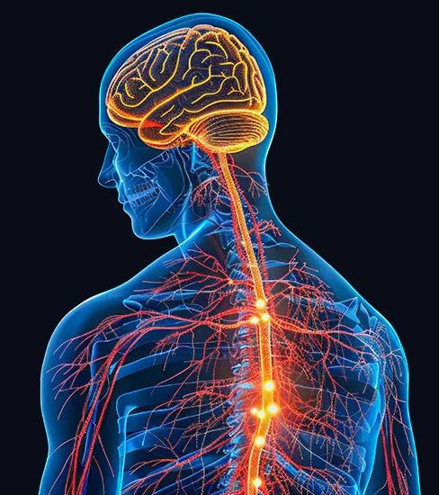 Anatomical nerve illustration for the guide on seeking care